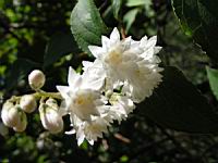 Deutzia scabra cv Candidissima (fam Saxifragacees) (3) (Photo F. Mrugala)